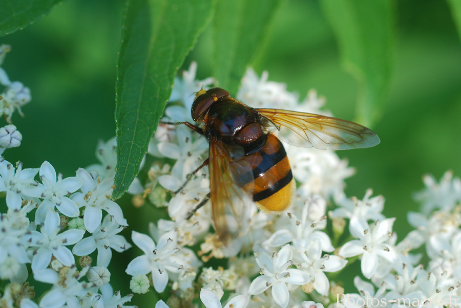 Volucella zonaria